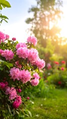Pink azaleas in a garden bathed in sunlight.
