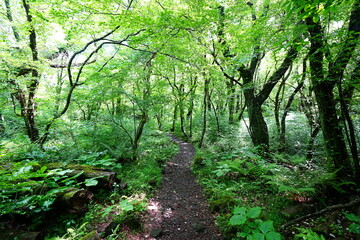 Fototapeta premium shiny spring forest and path in the delightful sunlight