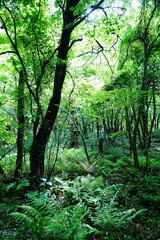 Fototapeta premium primeval forest in the gleaming sunlight