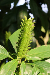 Flower spike on a Justicia (Shrimp Plant) plant in a tropical garden