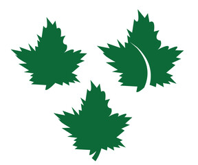 Fototapeta premium Set of green maple leaves vector illustration with nature and seasonal symbols