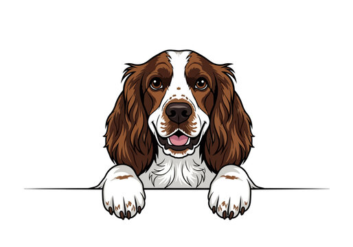 Illustration of a happy Springer Spaniel dog with brown and white fur, paws resting on a ledge, isolated on white.