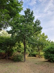Peaceful Park Pathway with Lush Green Trees Under Cloudy Sky