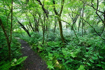 shiny spring forest and path in the delightful sunlight