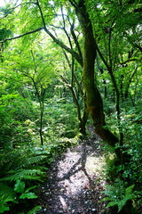 shiny spring forest and path in the delightful sunlight