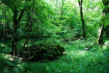 primeval forest in the gleaming sunlight
