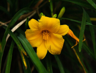 yellow daffodil flower