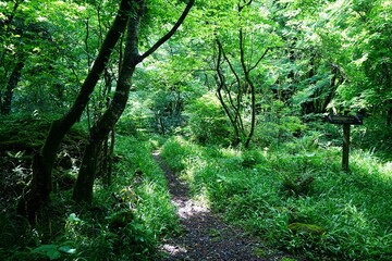 Obraz premium shiny spring forest and fine path 