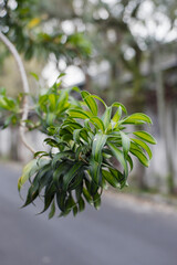 Close-Up of Lush Green Dracaena Plant Leaves with Soft Bokeh, Ideal for Nature & Home Decor Themes