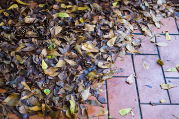 Dried leaves fall down on ground after raining. Dry leaves fallen on the ground
