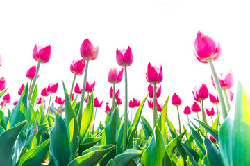 Beautiful tulips are in full bloom