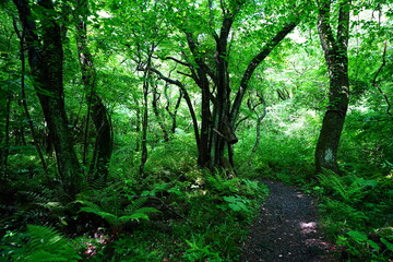 Fototapeta premium fine spring path through old trees and ferns