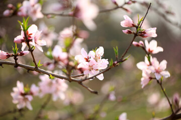 Peach trees blossom in spring