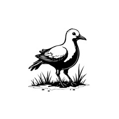 Elegant black and white illustration of a shorebird amidst sparse grass illustration