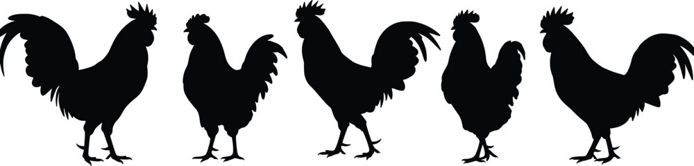 Set of rooster silhouettes, farm chicken vector collection, poultry animal icons, rural bird shapes, perfect for agricultural design elements