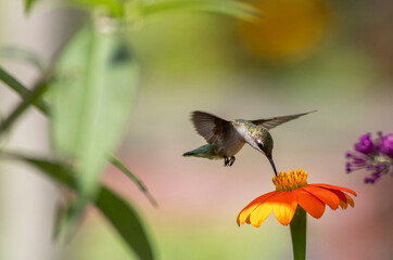 Ruby Throated Hummingbird feeds on Mexican Sunflower, Tithonia, on a bright summer day