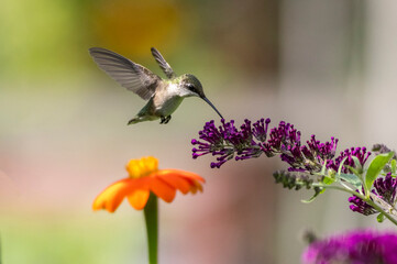 Ruby Throated Hummingbird feeds on Mexican Sunflower, Tithonia, on a bright summer day