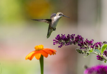 Obraz premium Ruby Throated Hummingbird feeds on Mexican Sunflower, Tithonia, on a bright summer day