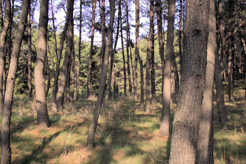 Taean Sinduri Coastline in South Korea