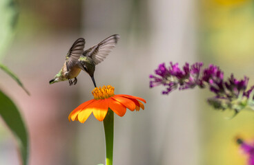 Ruby Throated Hummingbird feeds on Mexican Sunflower, Tithonia, on a bright summer day