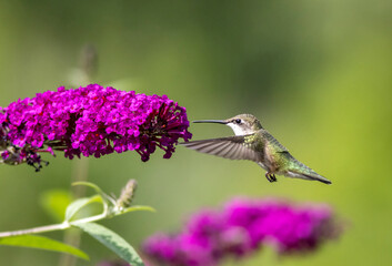 Ruby Throated Hummingbird feeds on purple Butterfly Bush, Buddleia, on a bright summer day
