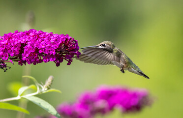 Ruby Throated Hummingbird feeds on purple Butterfly Bush, Buddleia, on a bright summer day
