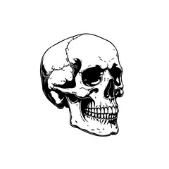 Detailed monochrome drawing of a human skull conveying mortality and anatomy