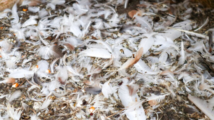 Bird feathers piled up on the ground of a farm. Natural texture, decay, animal remains.