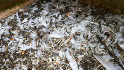 Bird feathers piled up on the ground of a farm. Natural texture, decay, animal remains.