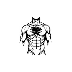 Vector illustration of muscular torso showing prominent muscles and definition, detailed line work