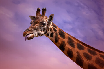 Giraffe Purple Pink Creative Background
