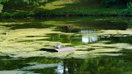 A Serene Reflection on a Calm Water Surface, Which is Beautifully Surrounded by Lush Greenery Maschpark Hannover