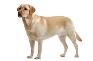 A golden Labrador Retriever stands alert against a plain white background, showcasing its short, cream-colored coat and friendly demeanor.