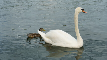 A Graceful Swan and a Duck Are Swimming Together in a Tranquil Water Environment Maschsee Hannover