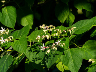 Obraz premium 山に咲くクサギの花