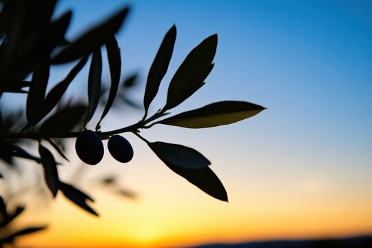 Olive branch silhouette at sunset - Powered by Adobe