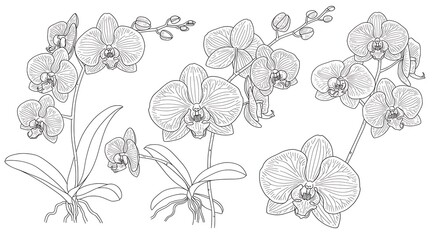 Detailed Line Art Illustration of Blooming Orchids