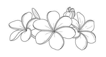 Detailed Line Art of Plumeria Flowers in Black and White