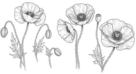 Naklejka premium Detailed Poppy Flower Line Art with Buds and Seed Pod, Botanical Illustration on White Background