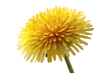A close-up of a bright yellow dandelion flower with numerous thin, elongated petals and a green stem, showcasing its vibrant natural beauty.