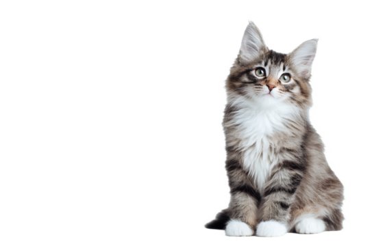 A small fluffy gray and white kitten sits and looks upward with bright green eyes, showcasing soft fur and curious expression.