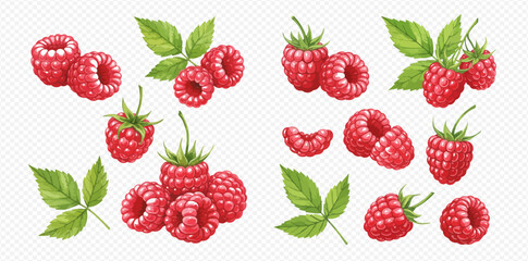 A detailed illustrated set of ripe red raspberries with green leaves, shown in various groupings and compositions.