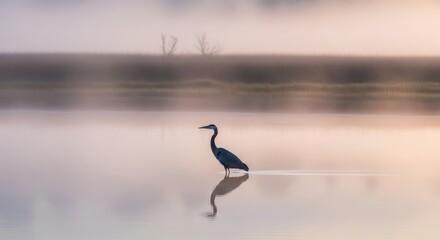 Fototapeta premium Great Blue Heron in Misty Lake at Sunrise