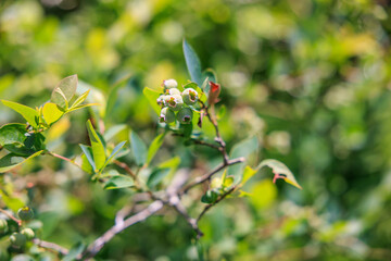 夏の庭で、実りの時を待つ青いブルーベリー