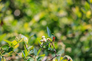 夏の庭で、実りの時を待つ青いブルーベリー