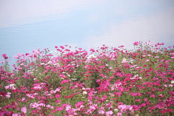 Multicolored colorful cosmos bipinnatus blossom or mexican aster  field blooming on water of river with reflection of the blue sky background