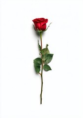 Single red rose on white background