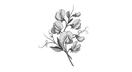 Elegant grayscale botanical illustration of sweet pea flowers with tendrils