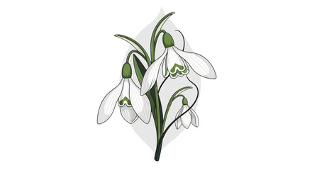 Elegant snowdrop botanical illustration capturing floral delicacy and charm
