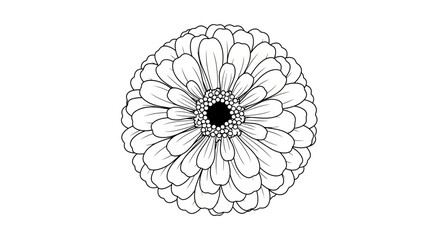 Obraz premium Intricate monochrome gerbera daisy illustration with detailed linework